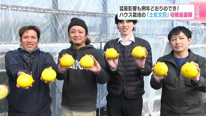 おいしい温室土佐文旦、食べてやー」猛暑影響も例年通りのでき！ハウス