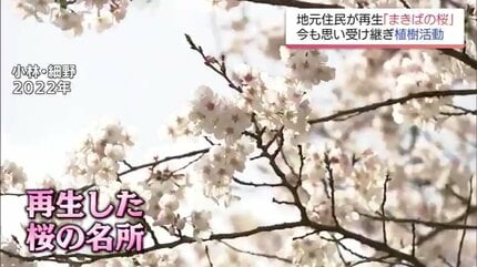 死ぬ寸前の桜だった」全国で深刻化する桜の高齢化 日本の原風景を未来