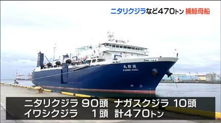 北海道沖で470t“ニタリクジラ”など101頭積み込み入港「テニスコート4