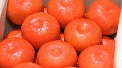 贈答用として人気の高級ミカン「小原紅早生」の初セリ ご祝儀相場は