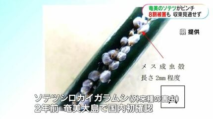 奄美大島のソテツがピンチ ナリ味噌文化どうなる… 壊滅的な危機に