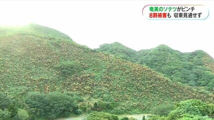 奄美大島のソテツがピンチ ナリ味噌文化どうなる… 壊滅的な危機に
