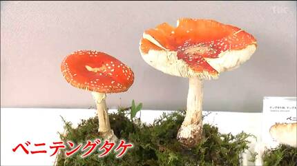 毒キノコ」など200種類以上を展示！第56回きのこ展 仙台 | 宮城の