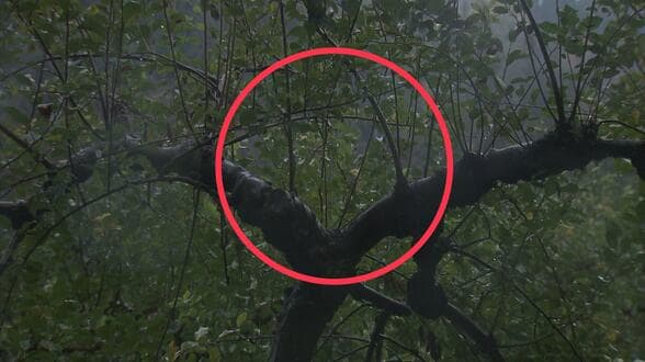 「あそこにお尻を下げて…木の上でリンゴを食べていた」クマの食害に苦悩する農家 少なくとも400個が食い荒らされて枝も折られ… 「ただでさえ農作業でいっぱいいっぱいなのに」若手農家も頭抱える【熊災】 | 青森のニュース│ATV NEWS│青森テレビ