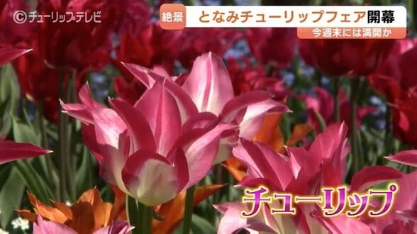 350万本の彩り「2026となみチューリップフェア」開幕　ハートの大花壇、新設オブジェなど、GWまで楽しめる花の祭典　富山・砺波市　|　富山のニュース｜天気・防災｜チューリップテレビ