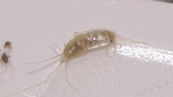 大好物は「紙」4年前に国内初確認の害虫「ニュウハクシミ」急拡大で博物館が大ピンチ、1点モノの文化財を守れ！学芸員が突き止めた弱点で撲滅へ　|　北海道のニュース｜HBC北海道放送