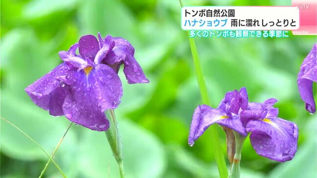 高知・四万十市のトンボ自然公園　ハナショウブ　雨に濡れしっとりと　6月中旬頃からは1年の中で最も多い40種類ほどのトンボを観察できる季節|TBS NEWS DIG