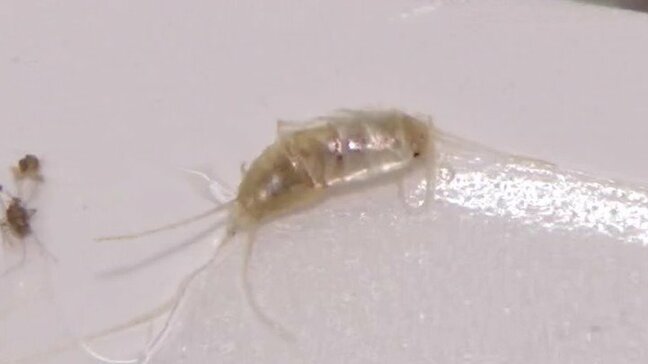 大好物は「紙」4年前に国内初確認の害虫「ニュウハクシミ」急拡大で博物館が大ピンチ、1点モノの文化財を守れ！学芸員が突き止めた弱点で撲滅へ|TBS NEWS DIG