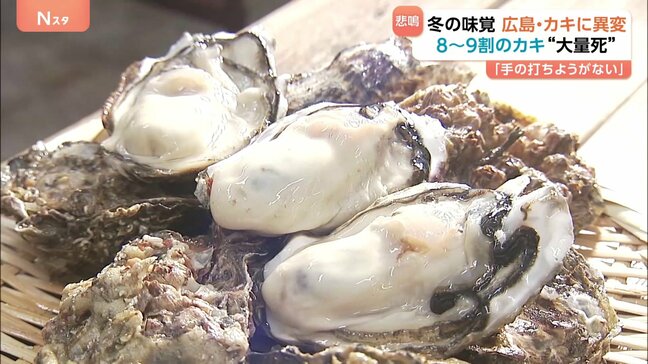 旬の味覚 広島のカキに異変 旬のはずが冷凍を使用 8～9割のカキが大量死|TBS NEWS DIG