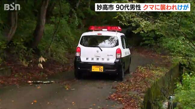 朝の散歩中にクマに襲われ… 90代男性がけがをしたまま自宅に戻り助けを求める　新潟・妙高市|TBS NEWS DIG