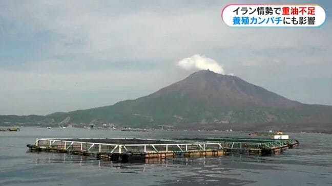 イラン情勢悪化で「垂水カンパチ養殖に危機」重油高騰、稚魚輸入に不安も 鹿児島|TBS NEWS DIG