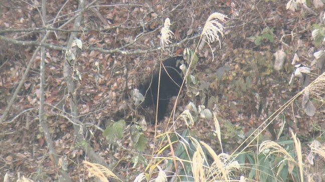 柿の木を登ったり降りたりしていたクマ 緊急銃猟により駆除(山形・飯豊町)|TBS NEWS DIG