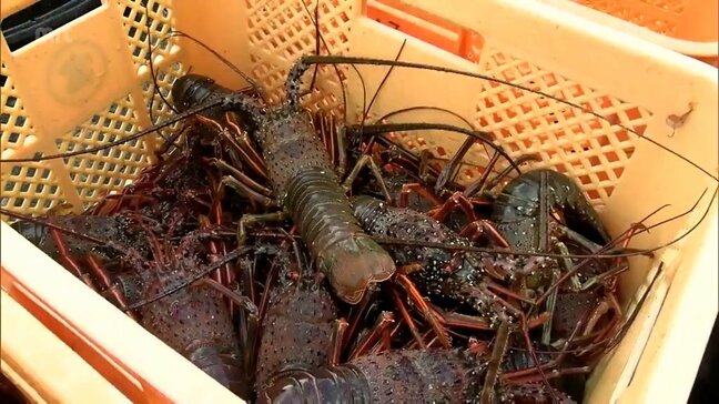 秋の味覚 伊勢えび漁が解禁 日南市の富土漁港で今季初水揚げ|TBS NEWS DIG