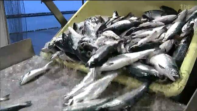 養殖ギンザケのシーズン到来　低水温で成長遅れるも9トン初水揚げ　宮城・石巻市|TBS NEWS DIG