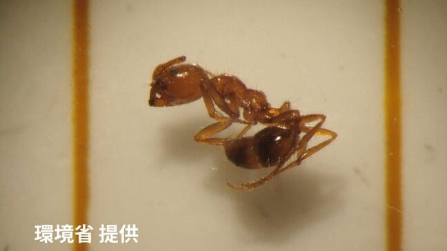 毒アリ発見 刺されると激痛や腫れ「アカカミアリ」北海道・石狩湾新港で約700匹 去年の苫小牧港に続いて道内2例目 環境省の駆除隊が出動|TBS NEWS DIG
