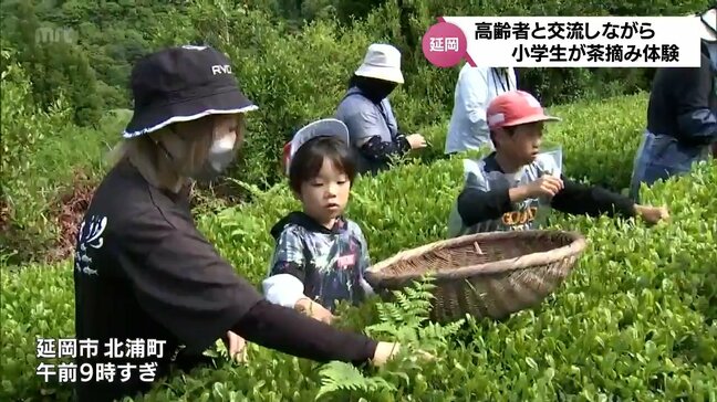 世代間の交流を深めよう 延岡市北浦町で地元の小学生と高齢者が一緒に茶摘み体験|TBS NEWS DIG