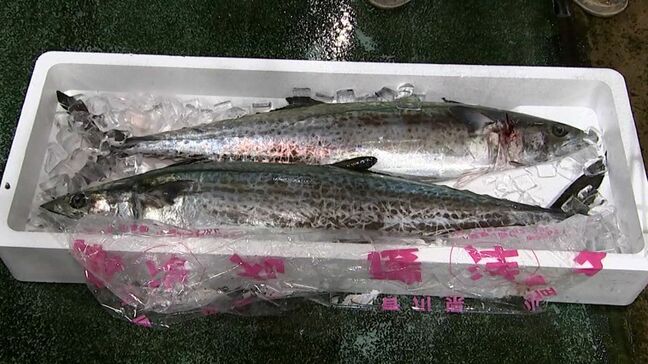 1キロ2万円 讃岐に春を告げる魚として愛されている「サワラ」の初セリ始まる【香川】|TBS NEWS DIG