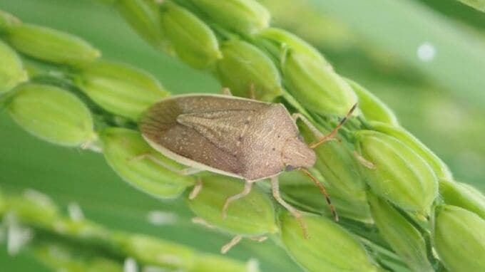 補正予算でカメムシ防除対策　農家に助成を　鳥取県米子市　|　BSSニュース | BSS山陰放送