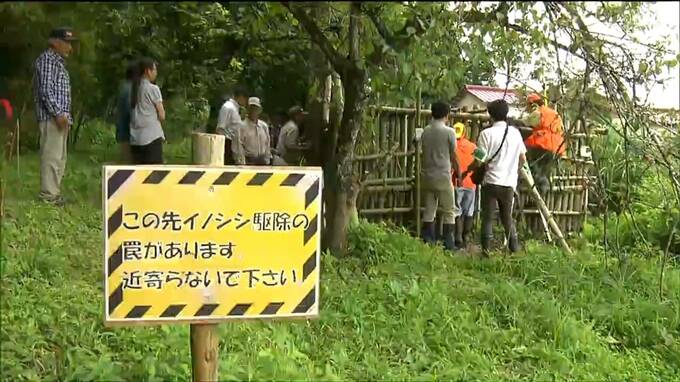 地域住民が手づくりし設置した箱わなで親子とみられるイノシシ6頭が捕獲される　イノシシの農作物被害1200万円超えの対策が課題　宮城・加美町|TBS NEWS DIG