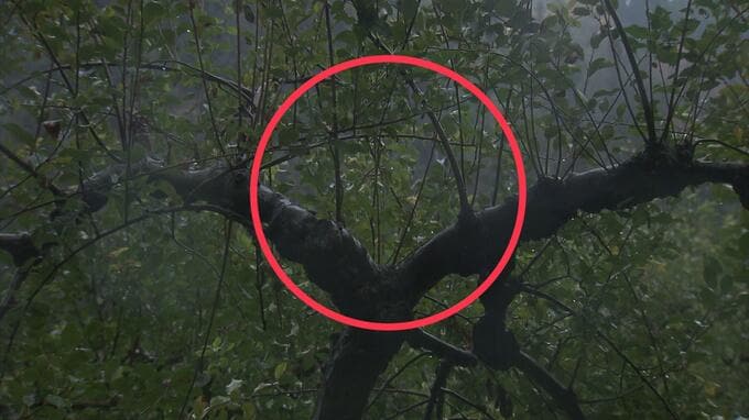 「あそこにお尻を下げて…木の上でリンゴを食べていた」クマの食害に苦悩する農家　少なくとも400個が食い荒らされて枝も折られ…　「ただでさえ農作業でいっぱいいっぱいなのに」若手農家も頭抱える【熊災】　|　青森のニュース│ATV NEWS│青森テレビ