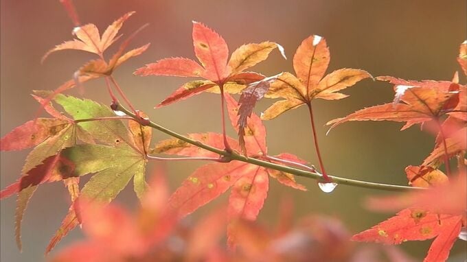 「清徳寺」の紅葉見ごろに　イチョウは来週以降か　|　BSSニュース | BSS山陰放送
