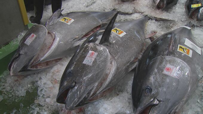 夏の味覚・クロマグロ「異例の早さ」今シーズンの漁が早くも終了　要因は？　|　BSSニュース | BSS山陰放送