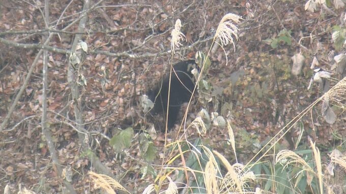 柿の木を登ったり降りたりしていたクマ　緊急銃猟により駆除（山形・飯豊町）　|　山形のニュース│TUYテレビユー山形