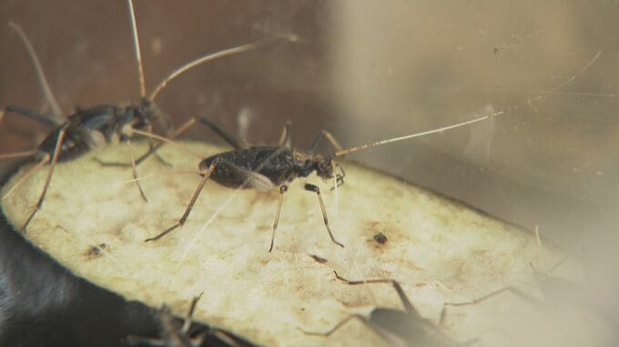 暑い夏に一服の涼…スズムシの無料配布「季節の虫、音を聞いて楽しみたい」|TBS NEWS DIG