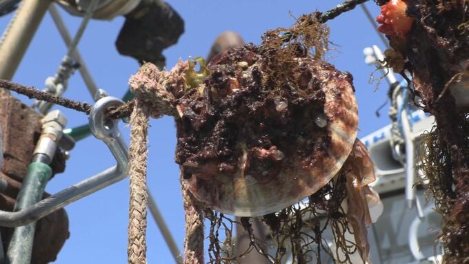 岩手県の全海域でホタテガイの出荷を自主規制　県漁連　まひ性貝毒検出で|TBS NEWS DIG