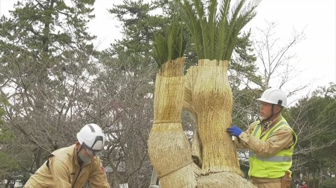 「大雪を耐え、例年と同じ姿に安心」　ソテツの「こも」外し　鳥取県米子市　|　BSSニュース | BSS山陰放送