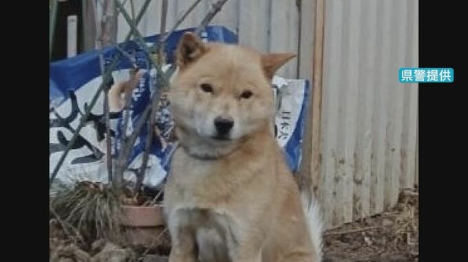 飼い主をかんで逃げた犬捕まらず…北海道犬で体長50センチほどのオス　写真を公開　警察や市が注意を呼びかけ　長野・松本市　|　SBC NEWS | 長野のニュース | SBC信越放送