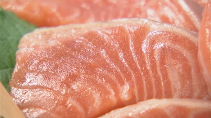 環境に優しい陸上養殖の｢サーモン｣ ガス製造過程で捨てられる“冷たい海水”を有効活用 去年の2.5倍の水揚げ目指して…愛知･知多市　|　名古屋・愛知・岐阜・三重のニュース【CBC news】 | CBC web