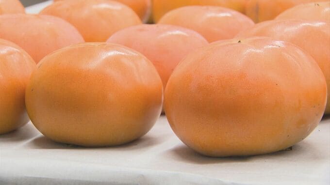 甘さ・玉太りとも上々　秋の味覚「輝太郎」「西条柿」査定会　鳥取・北栄町|TBS NEWS DIG