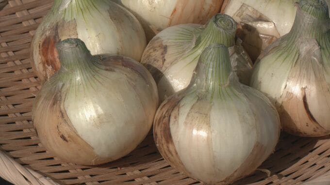 辛み少なく“水にさらさなくても”食べられる｢へきなんサラダたまねぎ｣ 愛知･碧南市のブランド 収穫始まる　|　名古屋・愛知・岐阜・三重のニュース【CBC news】 | CBC web