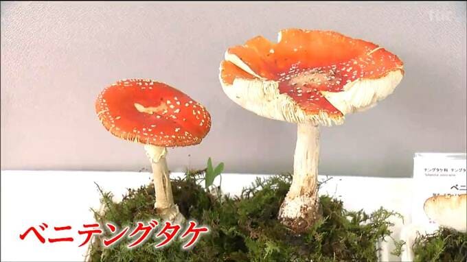 「毒キノコ」など200種類以上を展示！第56回きのこ展　仙台|TBS NEWS DIG