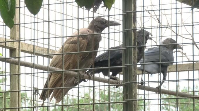 全身が茶色のカラス発見　国頭村のスイカ畑で|TBS NEWS DIG