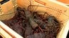 秋の味覚 伊勢えび漁が解禁　日南市の富土漁港で今季初水揚げ　|　MRTニュース ｜ ＭＲＴ宮崎放送
