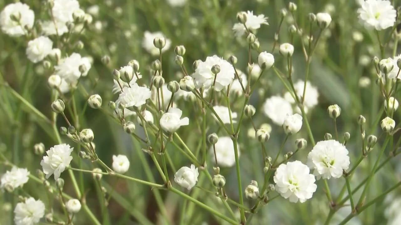 白さ際立つ『感謝』の花 カスミソウの出荷が最盛期 熊本 | 熊本の