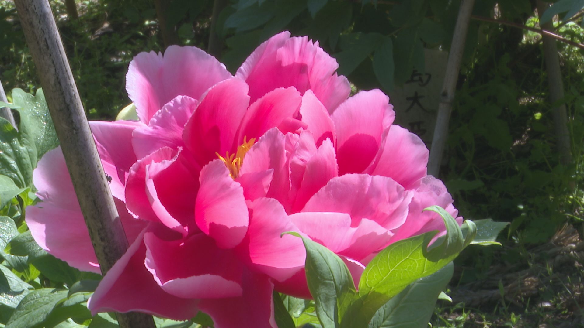 里山を彩る色とりどりの花 石川・小松市でボタン見ごろ | TBS NEWS DIG