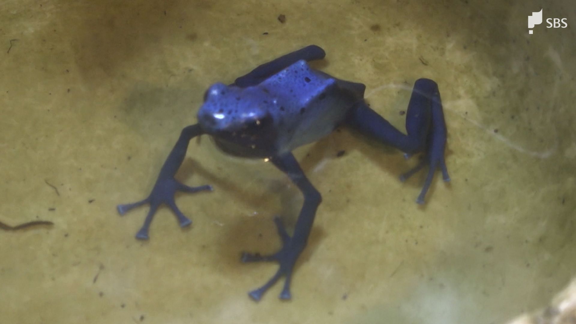 カエル界の大谷翔平”も…金メダリスト入江聖奈さんの「推しカエル教室