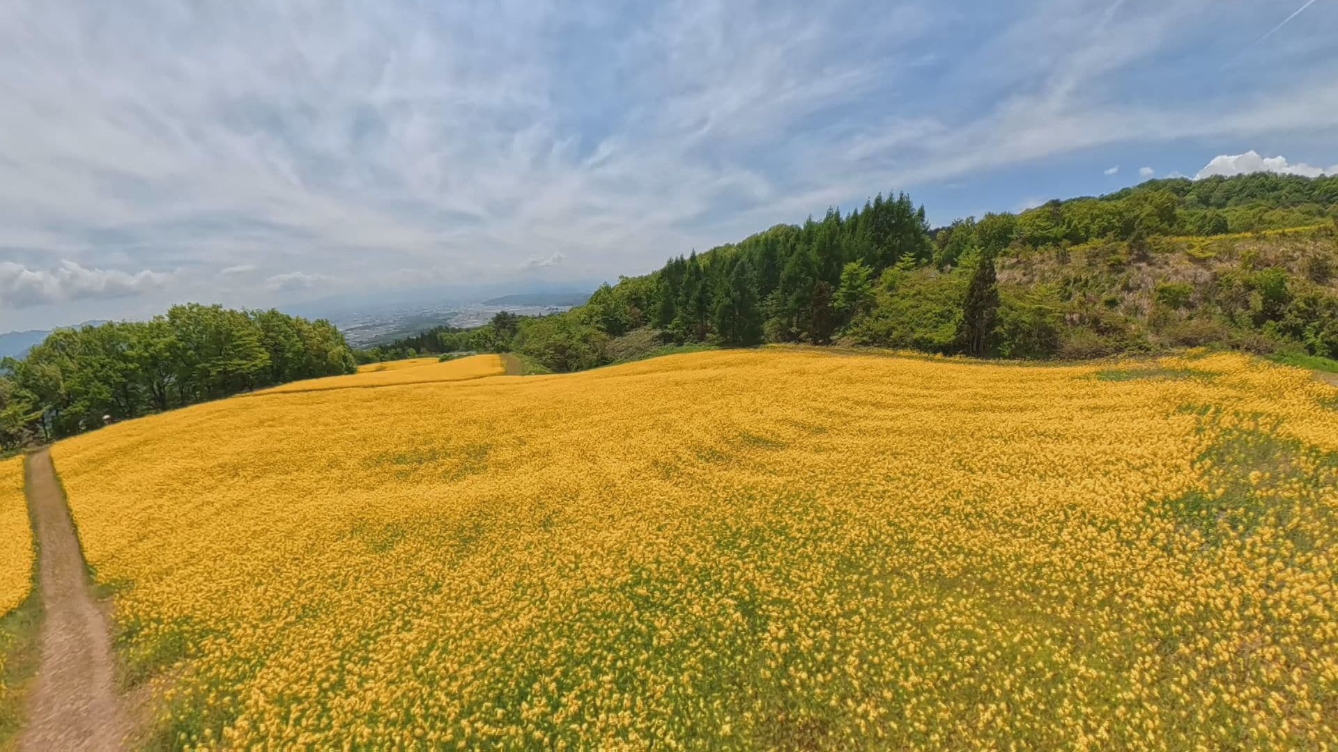 青と黄色のコントラストがきれい」三ノ倉高原の菜の花が見ごろ 福島