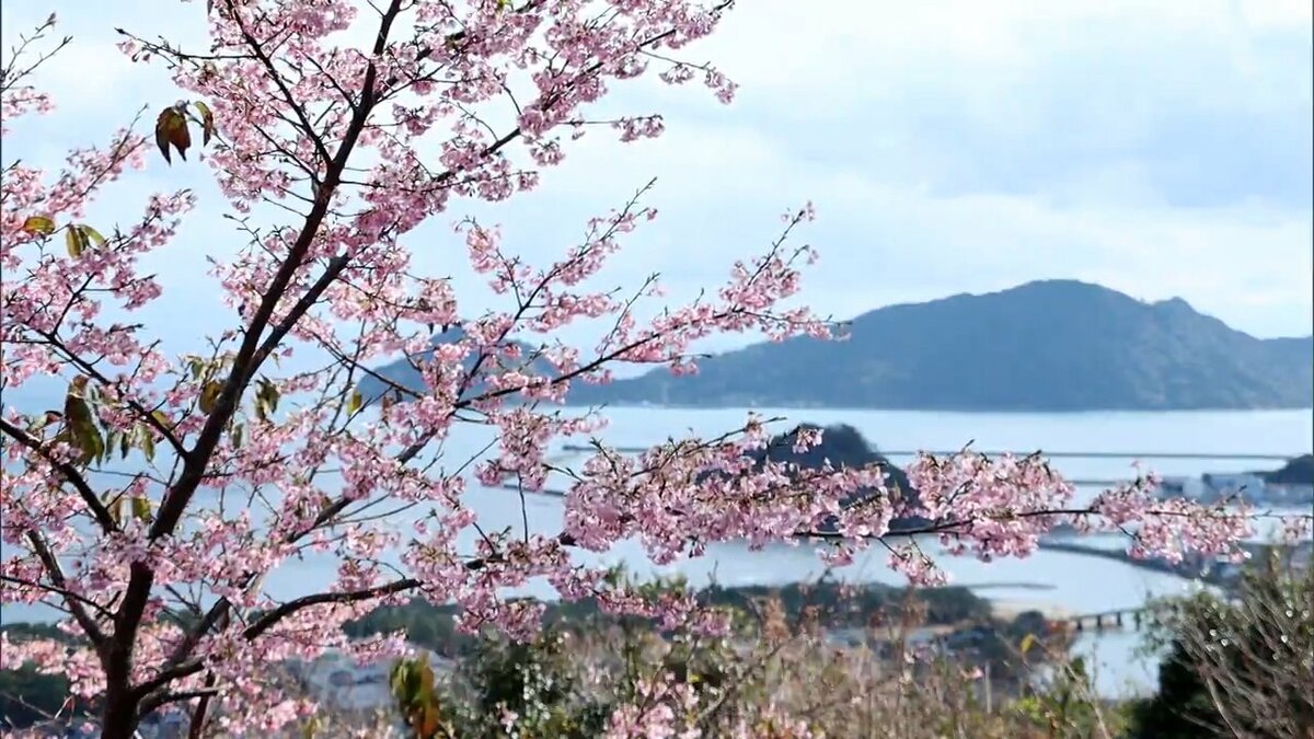 日南市の南郷城跡で河津桜が満開 | MRTニュース ｜ MRT宮崎放送 (1
