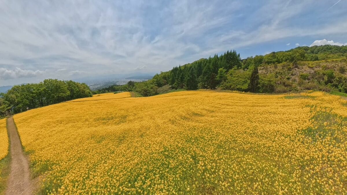 青と黄色のコントラストがきれい」三ノ倉高原の菜の花が見ごろ 福島