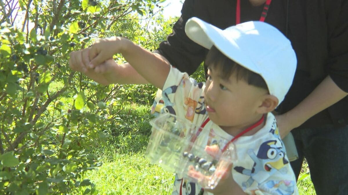 ブルーベリーの摘み取り体験始まる　くじゅう花公園で8月中旬まで　大分