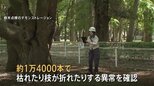 都内の樹木80万本を緊急点検　1万4000本に枝が折れたりするなどの異常　小池百合子都知事 「スピード感をもって植え替え進める」|TBS NEWS DIG