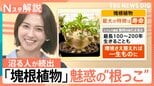 「塊根植物」にハマる人が続出　“根っこ”が主役？最長200年生きる“唯一無二”の魅力とは【Nスタ解説】|TBS NEWS DIG