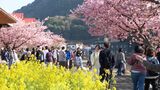 「河津桜まつり」今年の来場者数は約63万人 コロナ禍以降で過去最高...開幕後1週間で見頃に=静岡・河津町|TBS NEWS DIG