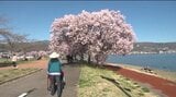 諏訪湖畔に新たな桜の名所が登場！赤砂崎公園はサクラが満開…湖面の先には八ヶ岳や遠く富士山も…自転車からは桜のトンネルの先に湖が…|TBS NEWS DIG