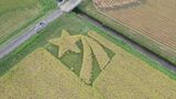 星形の田んぼで「星空舞」の稲刈り　県産ブランド米誕生５年記念して　鳥取県・鳥取市　|　BSSニュース | BSS山陰放送