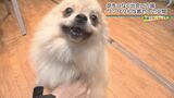 命をつなぐ”ワンダフル”な癒しの空間 個性豊かな保護犬のぬくもりを感じられるカフェ【わがまちLink41】 | 沖縄のニュース|RBC 琉球放送